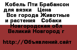 Кобель Пти Брабансон для вязки › Цена ­ 30 000 - Все города Животные и растения » Собаки   . Новгородская обл.,Великий Новгород г.